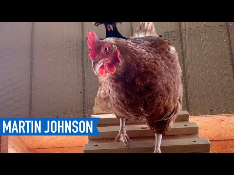 Video: Come House Chickens nel tuo cortile