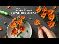 Making paper ornithogalum star of bethlehem flowers  botanical art