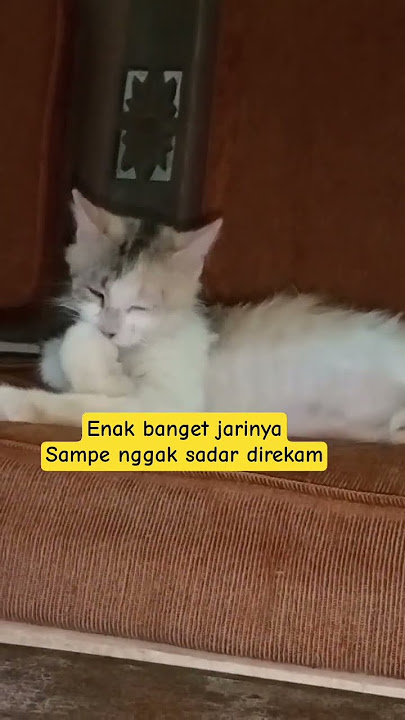 Habis makan apa yen#cat#kitten#cute#pets