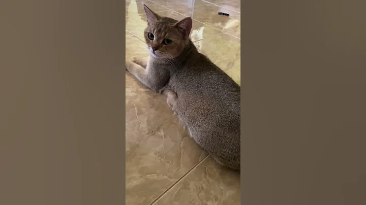 Watch the video about British Shorthair Golden NY24 #cat #britishshorthair #kucing #cute