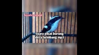 Suara pikat burung decu kembang hutan mp3