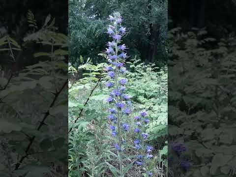 Video: Viper's Bugloss Çiçəyi - Viper's Bugloss Bitkisini Harada və Necə Becərmək olar