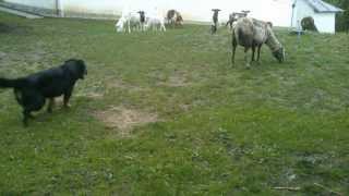 kamerunské ovce a Erwin