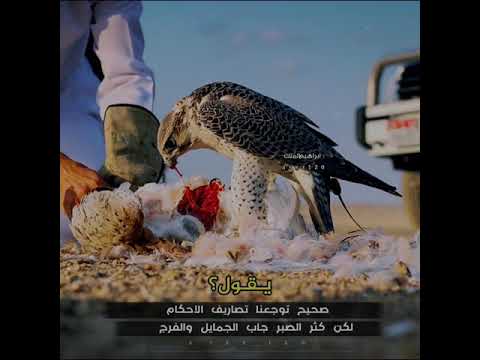 ابن فطيس طايح من عيني رجال عندي كان وين