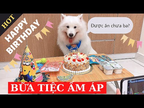 Sinh nhật lần đầu của SAM như thế nào? (happy birthday samoyed dog)