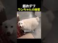 超おデブワンちゃんの秘密