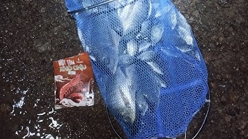 TRÃI NGHIỆM BỘT TÔM KHÓ CHỊU CÂU CÁ RÔ THIÊN NHIÊN