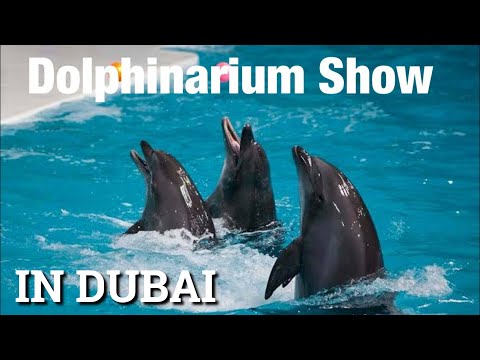 Dolphin & Seal Show | Dubai Dolphinarium | Uae vlog 2021 |