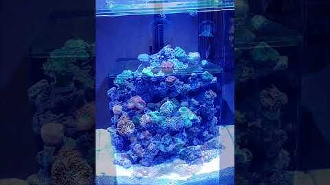 SPS corals vs LPS corals