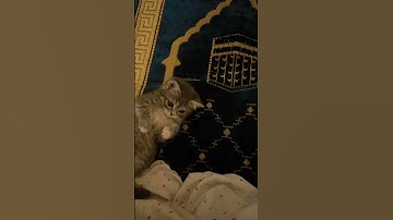 سورة الاخلاص
