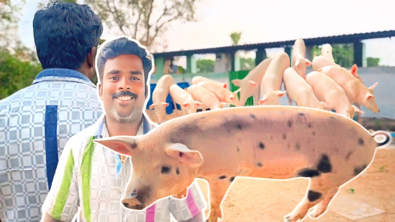 இறைச்சிக்கான வெண்பன்றி வளர்ப்பு |White Pig Farming Business|60 குட்டிகள் 6 மாத வளர்ப்பு|Siva Arun Tv