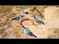 #The first creative pigeon trap using plastic & hole - How to make bird trapping