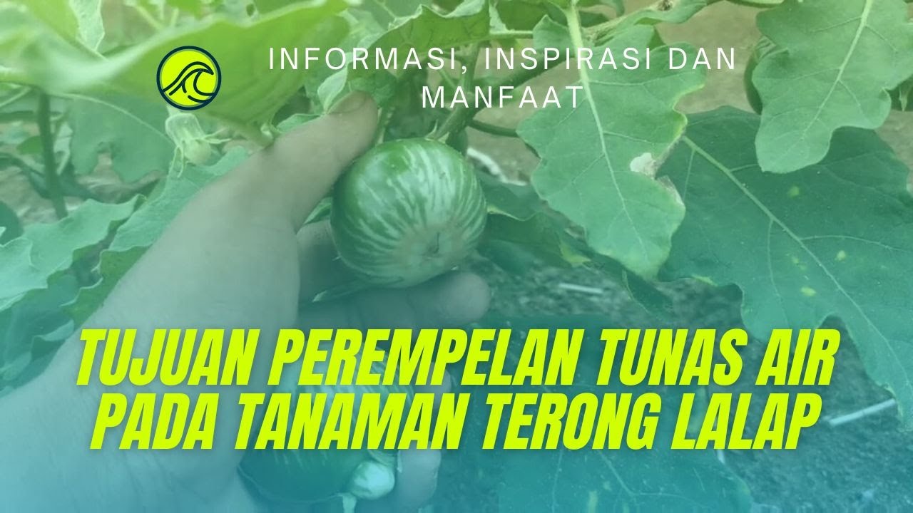 TUJUAN PEREMPELAN TUNAS AIR PADA TANAMAN TERONG LALAP
