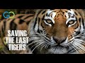 Saving the last tigers