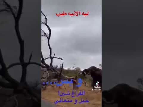 ليه الاذيه