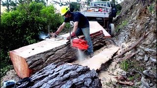 Felling A Big Pine Tree  Milling Slabs With A Portable Chainsaw Mill