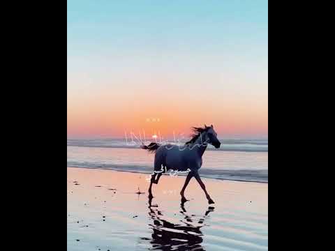 كم قلب في درب مشت فيه انغرس حسين الجسمي