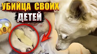 Волэнд КУБА начала душить своего детеныша. Розыгрыш Щенка переносится на неделю.