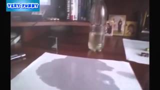 Прикольное видео часть 53 - Заправил зажигалку. Смешное видео. Приколы с животными Прикольное видео часть 53 - Заправил зажигалку. Смешное видео. Приколы с животными
