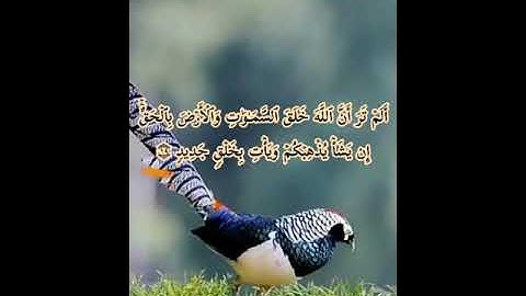 مَّاۤ أَنَا۠ بِمُصۡرِخِكُمۡ وَمَاۤ أَنتُم بِمُصۡرِخِیَّ_القارئ المغربي هشام الهزاز