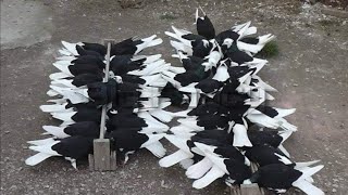 Best breeding fancy pigeons feed & Pigeon breeding ground - pigeon farm