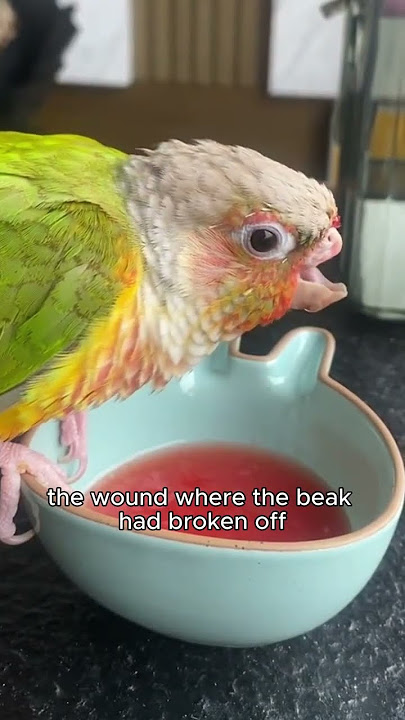 The parrot with a broken beak.#animals #parrot #poor #pets #strong
