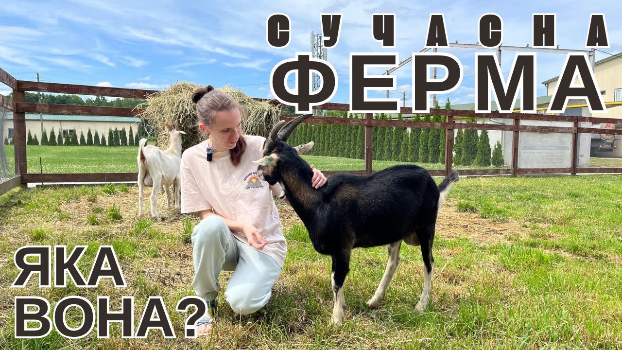 МУККО - молочна ферма. Як роблять сир?