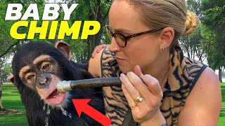 SPENDING A DAY WITH A BABY CHIMPANZEE!