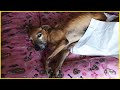 No one wants to save him poor dog tried desperately to get tearful end