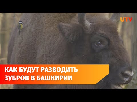 Как будут разводить зубров в Башкирии