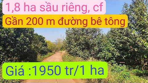 Vườn cà phê sầu riêng thu mạnh giá rẻ đầu tư, bất động sản đất rẫy