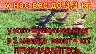Мускусная утка в 2 месяца. Вес мускусных утят в 2 месяца. Отличный результат (я так думаю)!!!