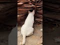 what are you looking for 🤣🤔 #cat #shortvideo #cute #cutecat #animals