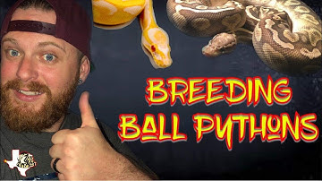 Ball Python Breeding 2019 | Our first season Breeding Ball Pythons
