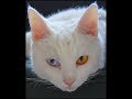 albino cat with blue and yellow eyes kiss other cat