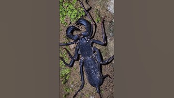 Phát Hiện Một Con Bọ Cạp Siêu To