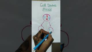 structure of mitosis( cell division)