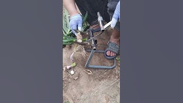 Clever Homemade Tool for Trimming Onion Roots