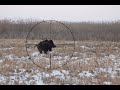 Wild Boar hunting,Battue aux sangliers,Schwarzwild drückjagd