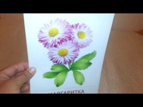 Цветы садовые демонстрационные картинки карточки