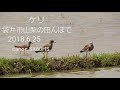 野鳥　ケリ　　CANON SX60HS　望遠動画