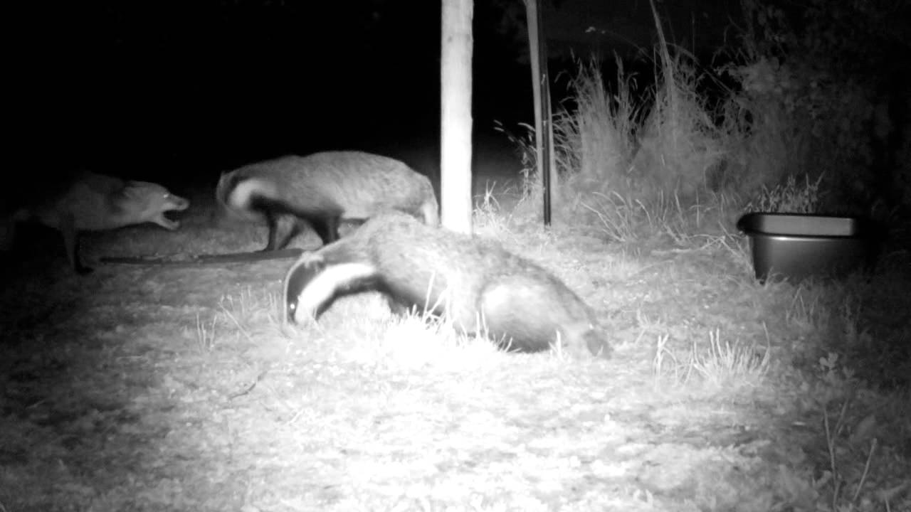 badger animal habitat 13/07/2013 Fox holding ground versus badgers (with audio)