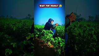 Wait for Result 😯🌿 || #WaitForResult#FarmingLife#IndianFarmer#KisanLife#Agriculture