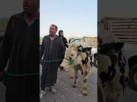 سوق التلاثاء المنابهة متابعه