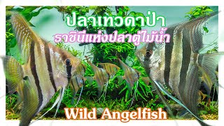 ปลาเทวดาป่า ราชินีแห่งปลาตู้ไม้น้ำ Wild Angelfish