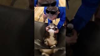 Adorable pet casual snapshots 🐱🐶#CuteAnimals #PetRecord