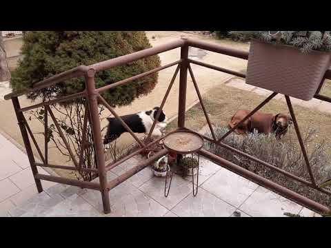 Video: Ignorujte Správanie A Sledujte, Ako Miznú Čisto šteňa