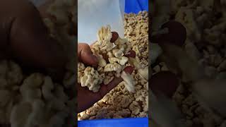 Walnut kernel sorting machine #color #factory #machine