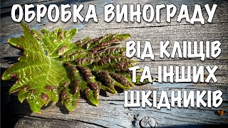 ВИНОГРАД СЛАБО РОСТЕ? МОЖЛИВО ЦЕ КЛІЩ. ОБРОБКА ВИНОГРАДУ ВІД КЛІЩІВ ТА ІНШИХ ШКІДНИКІВ