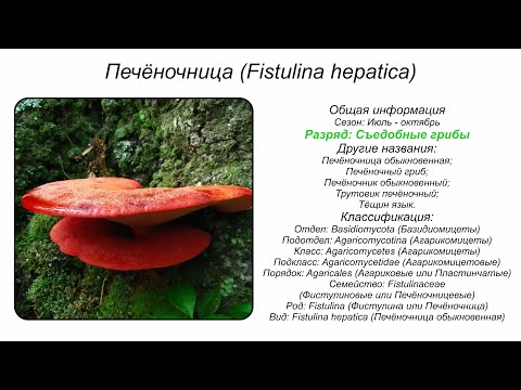 YouTube видео